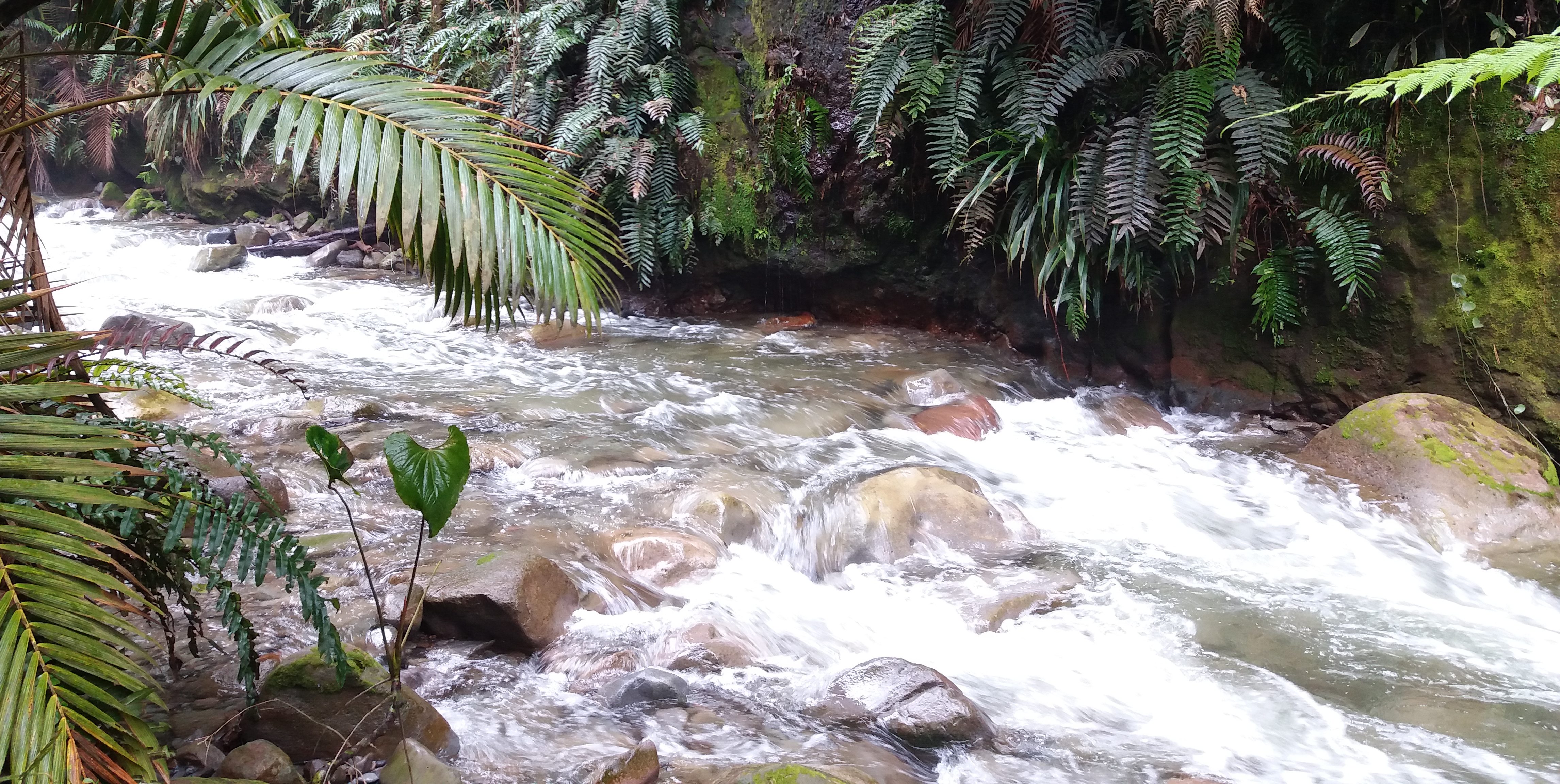 Wasserströmung mit Palmen am Ufer