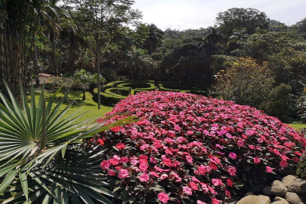 Vielfältige Flora in Sarchí