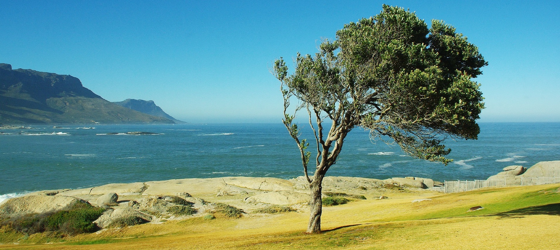 Baum im Wind in der Sonne