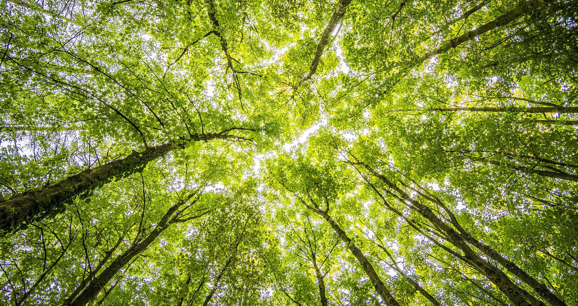 Blick in die Baumkronen im Wald