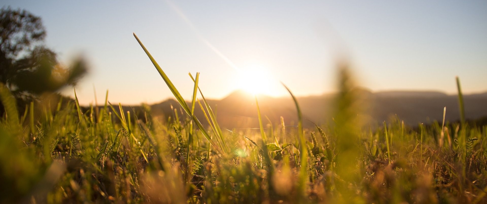 Hohes Gras im Sonnenuntergang