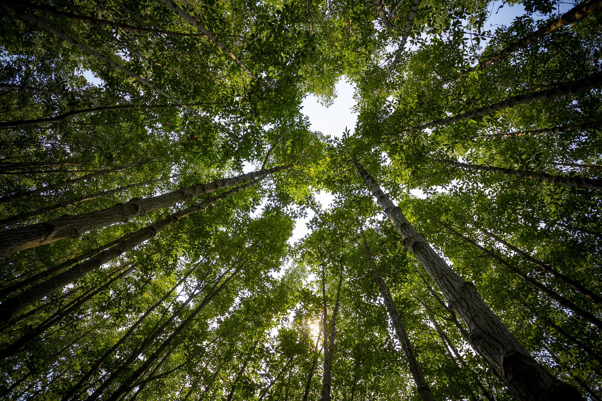 Baumkronen lassen eine herzförmige Lücke entstehen