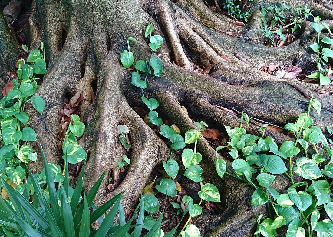 Baumwurzeln mit Pflanzenranken.