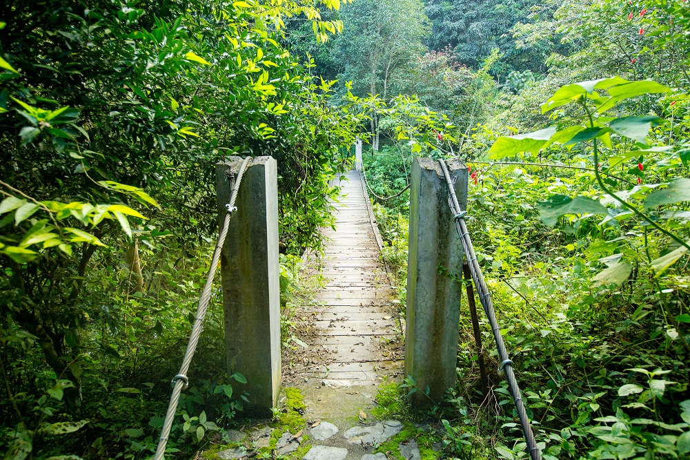 Brücke im Dschungel in Südamerika