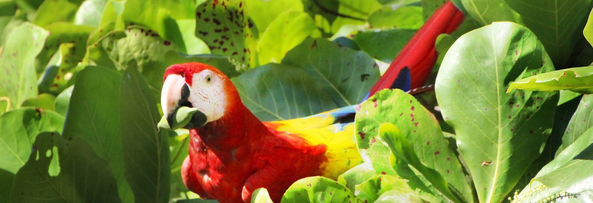 Papagei in Costa Rica © Pixabay/Greg Montani