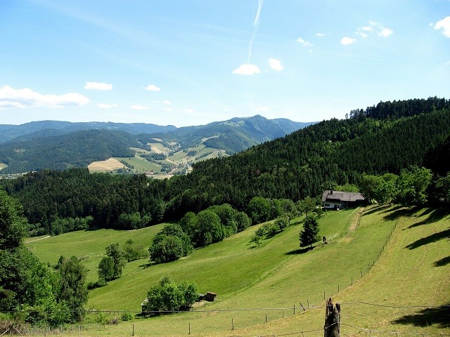 Wiese mit Bäumen im Schwarzwald