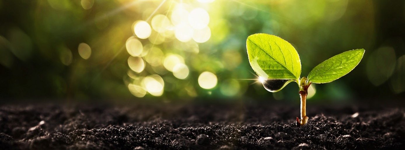 Junges Pflänzchen sprießt aus der Erde