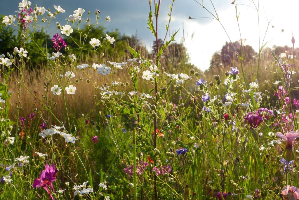 Eine bunte Blumenwiese im Sonnenschein