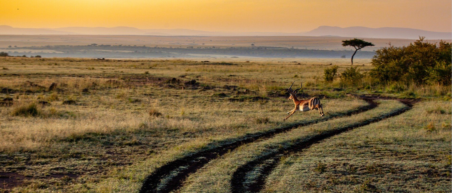 Antílope corriendo por el paisaje en África