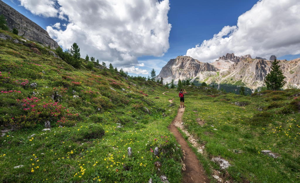 Variety of plants in the mountains with lonely hiker