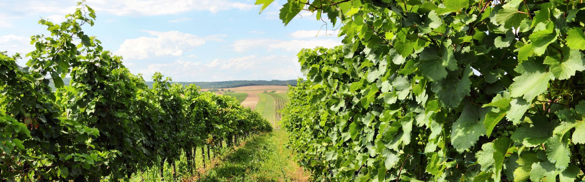 A green vineyard landscape in Burgenland.