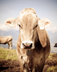 kuh suedtirol 1536×1900