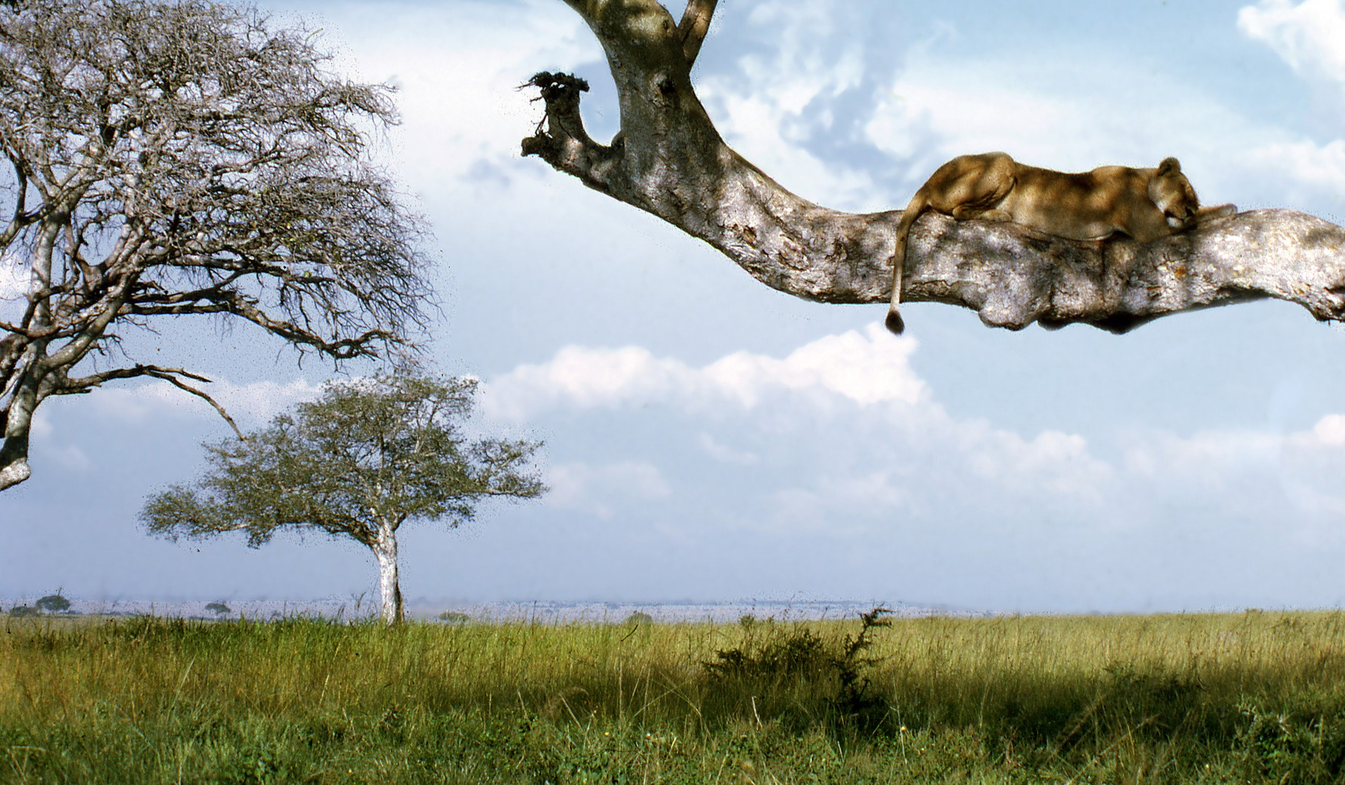 Löwe auf einem Ast in der Steppe Ugandas